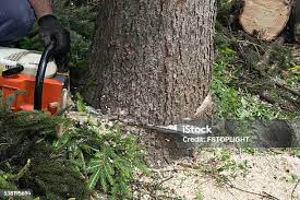 Best Fruit Tree Pruning  in Green Springs, OH