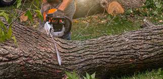 Best Lawn Renovation and Restoration  in Green Springs, OH