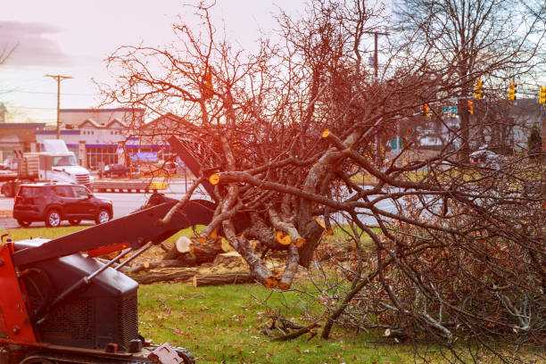Best Firewood Processing and Delivery  in Green Springs, OH
