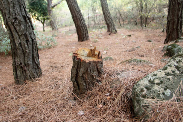 Best Tree Maintenance Programs  in Green Springs, OH