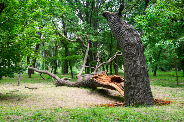 Best Tree Mulching  in Green Springs, OH
