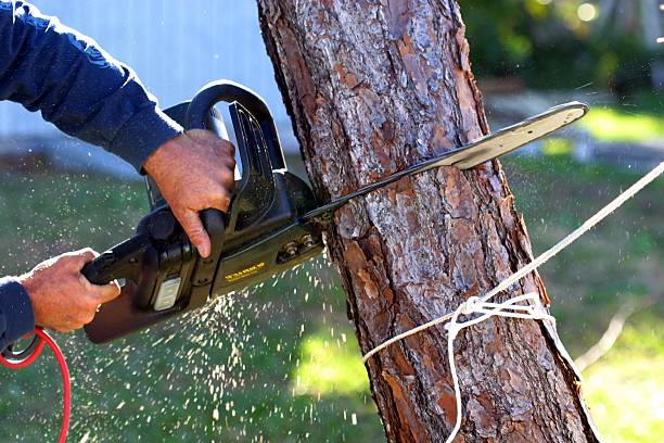 Best Root Management and Removal  in Green Springs, OH