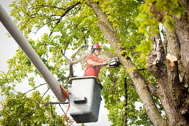 Best Tree and Shrub Care  in Green Springs, OH