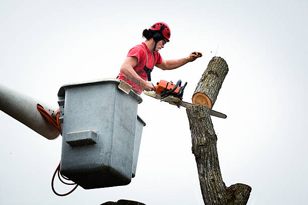 Best Storm Damage Tree Cleanup  in Green Springs, OH