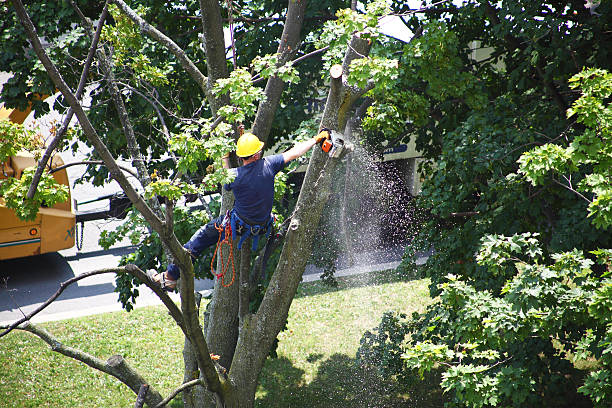 Best Tree Risk Assessment  in Green Springs, OH