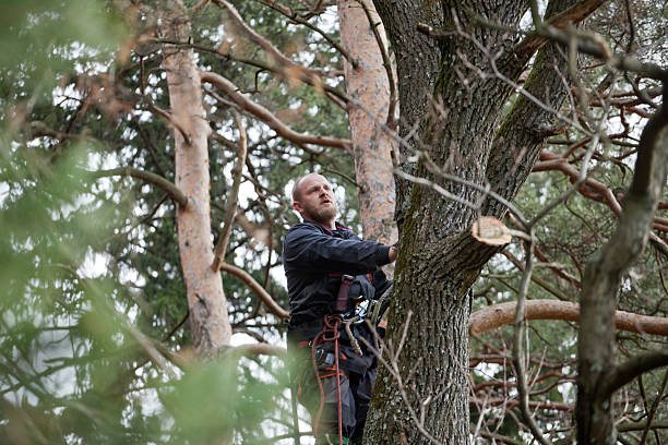 Professional Tree Care in Green Springs, OH