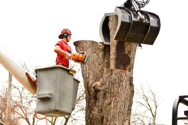 Best Tree Disease Treatment  in Green Springs, OH